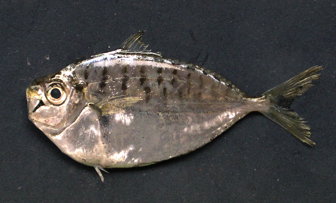 (Secutor) Род СЕКУТОРЫ, ТАКУАНДЫ 6 видов